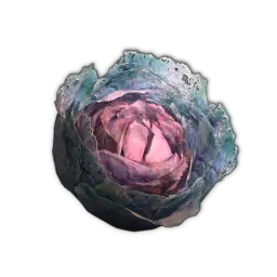 Red Cabbage