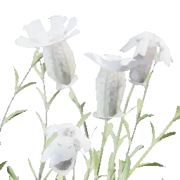 Bladder Campion