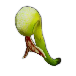 Cobra Lily