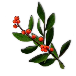 Mistletoe