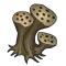 Esporos de cogumelo fantasma